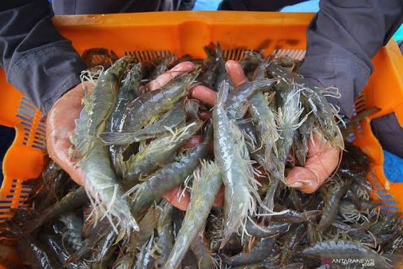 FDA AS Perketat Ekspor Udang & Rempah Indonesia